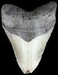 Megalodon Tooth - North Carolina #49523-1